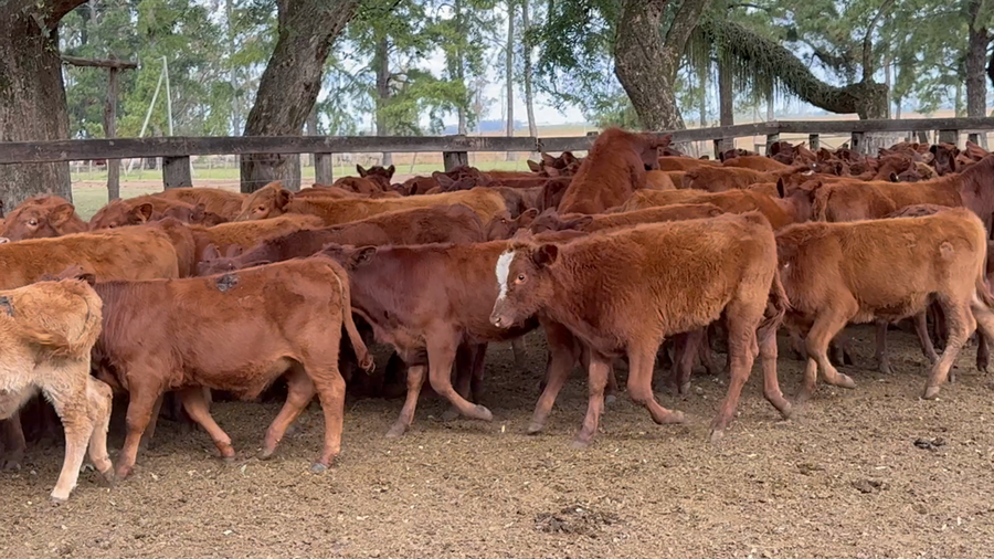 Lote 150 Terneros/as en Corrientes, Alvear