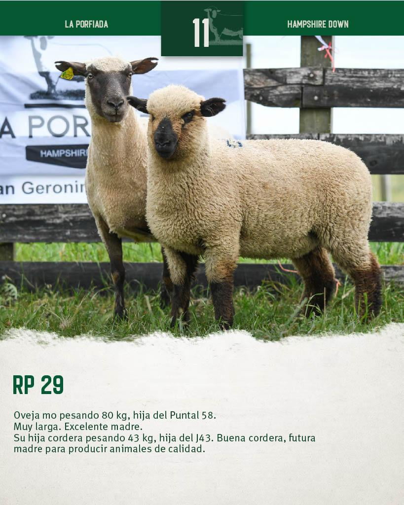 Lote Ovejas a remate en 4º Genetica Productiva, Florida