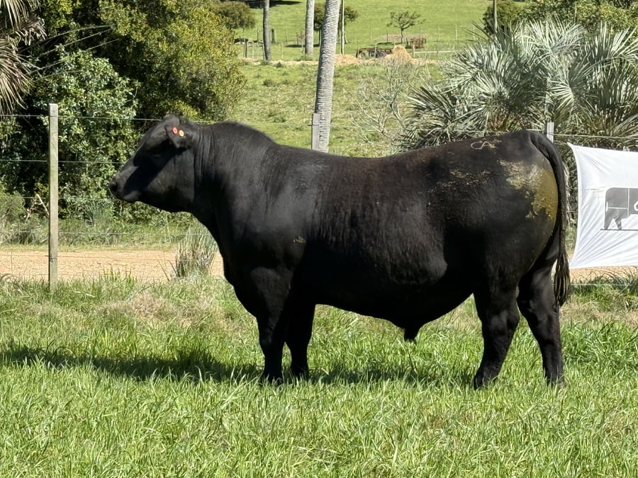 Lote Toros a remate en 4º Remate Don Nestor, Rocha