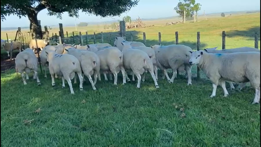 Lote 15 carneros PI y PO