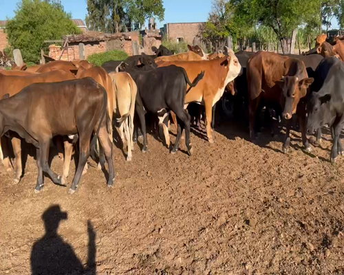 Lote 94 Novillitos en Juan José Castelli, Chaco