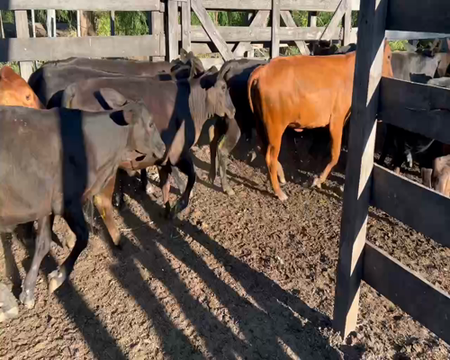 Lote 75 Terneras en Juan José Castelli, Chaco