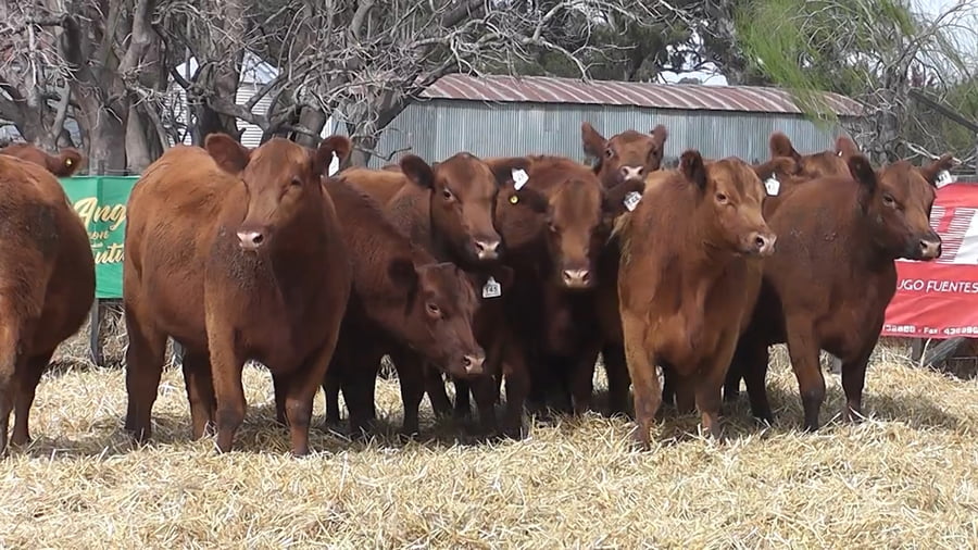 Lote VAQUILLONAS PURAS CONTROLADAS CON GARANTÍA DE PREÑEZ