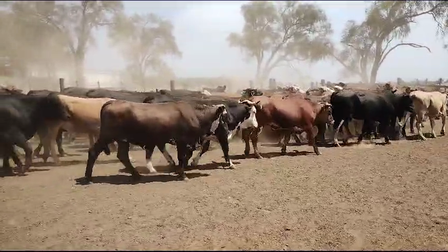 Lote 85 Novillitos en Quimilí, Santiago del Estero