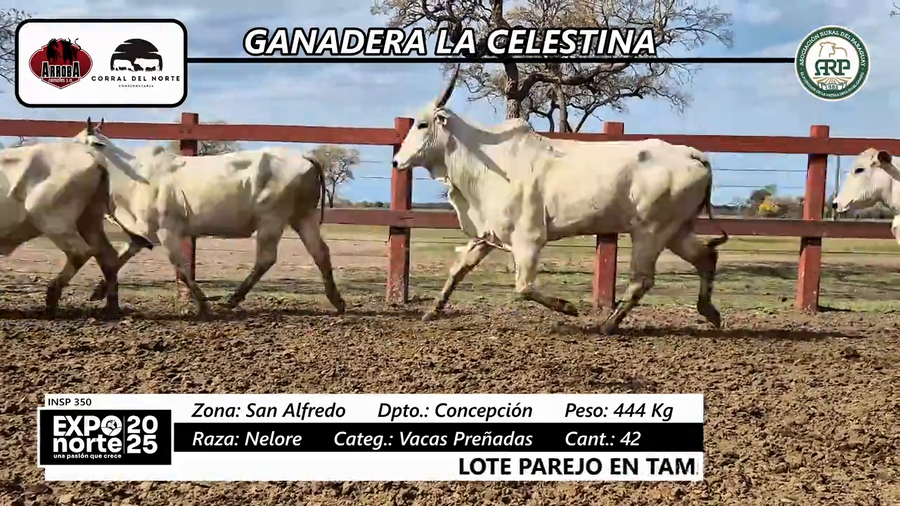 Lote Vacas preñadas