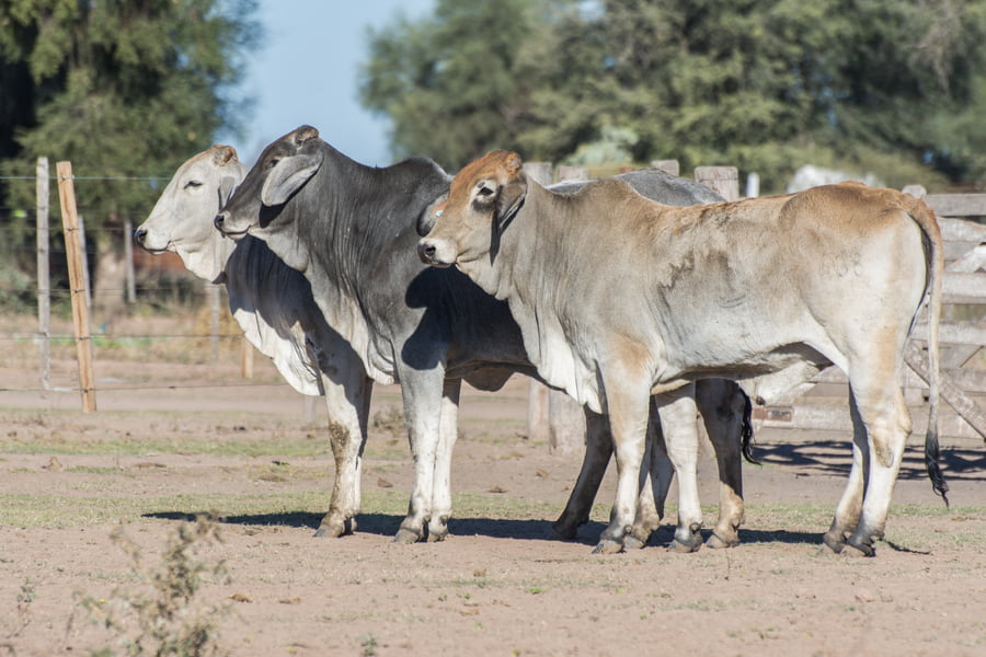Lote Vaquillona Cabaña para servicio La Carolina (RP416)