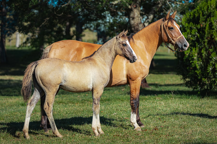 Lote Tobogan Fragata