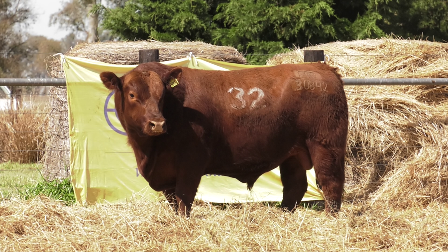 Lote TOROS ANGUS PURO CONTROLADO