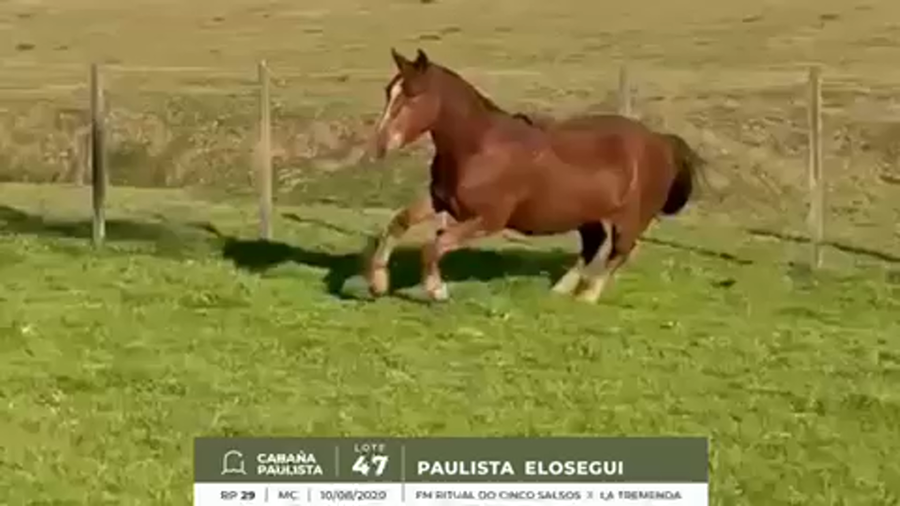 Lote PAULISTA ELOSEGUI