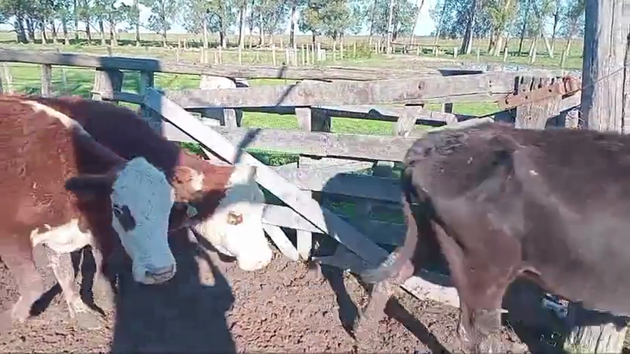 Lote 22 Vacas de invernar en Corrientes, Paso de Los Libres