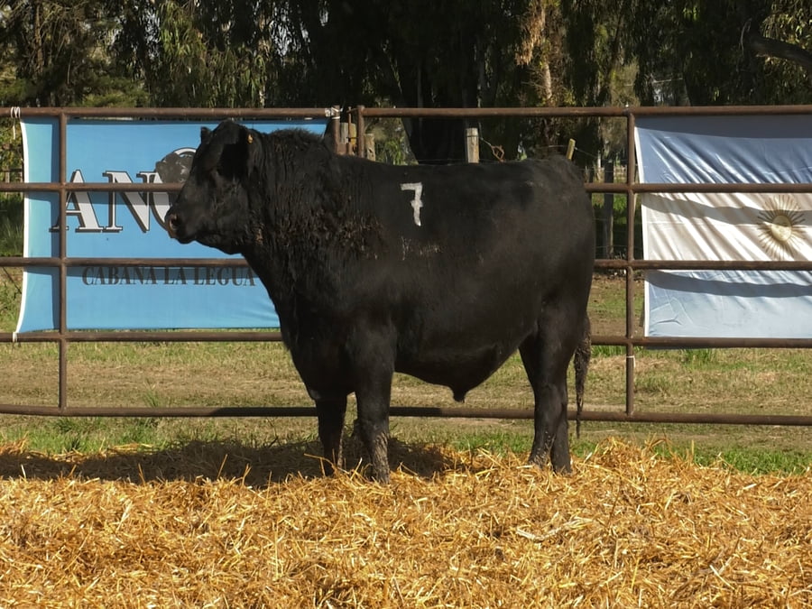 Lote TOROS ANGUS NEGROS PC