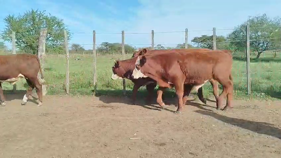 Lote 75 Terneros en Corrientes, Curuzú-Cuatiá