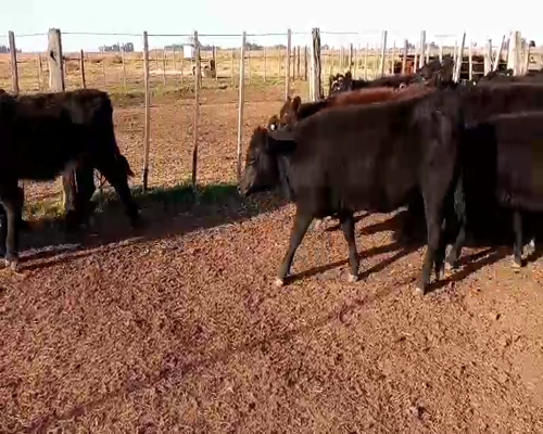 Lote 44 Terneras en Salazar, Buenos Aires