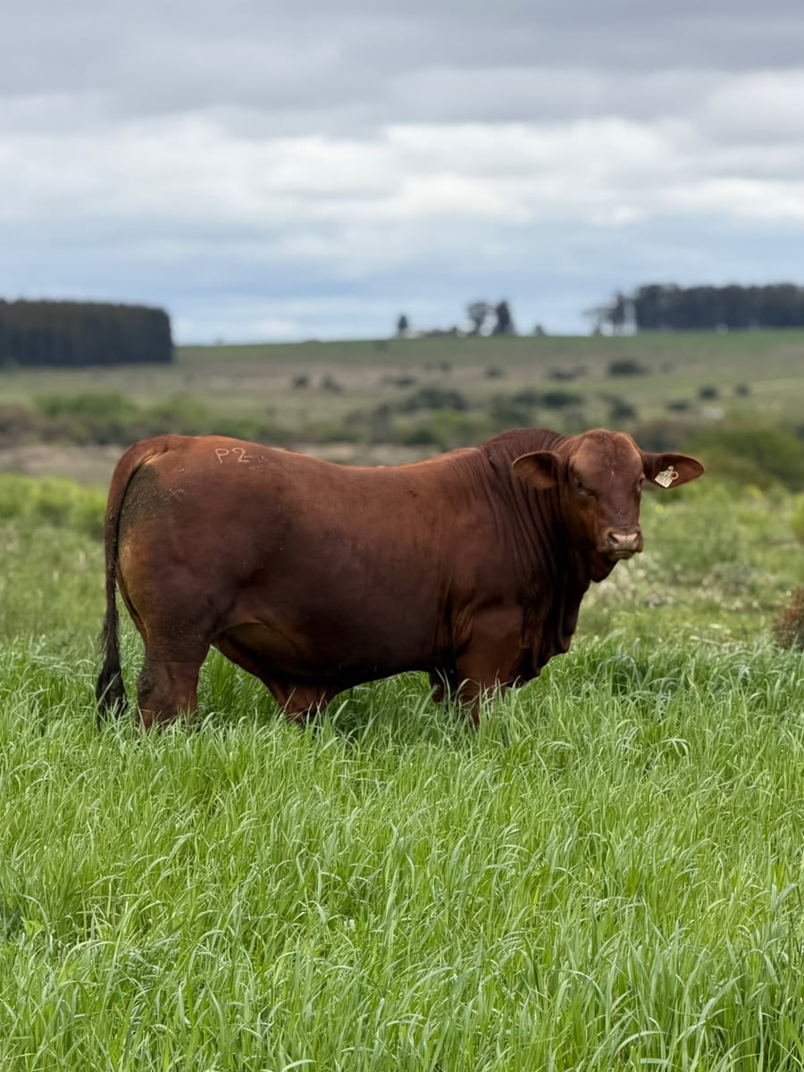 Lote San Quintin - Brangus