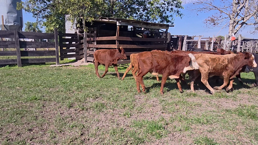 Lote 145 Terneros/as en Corrientes, San Cosme