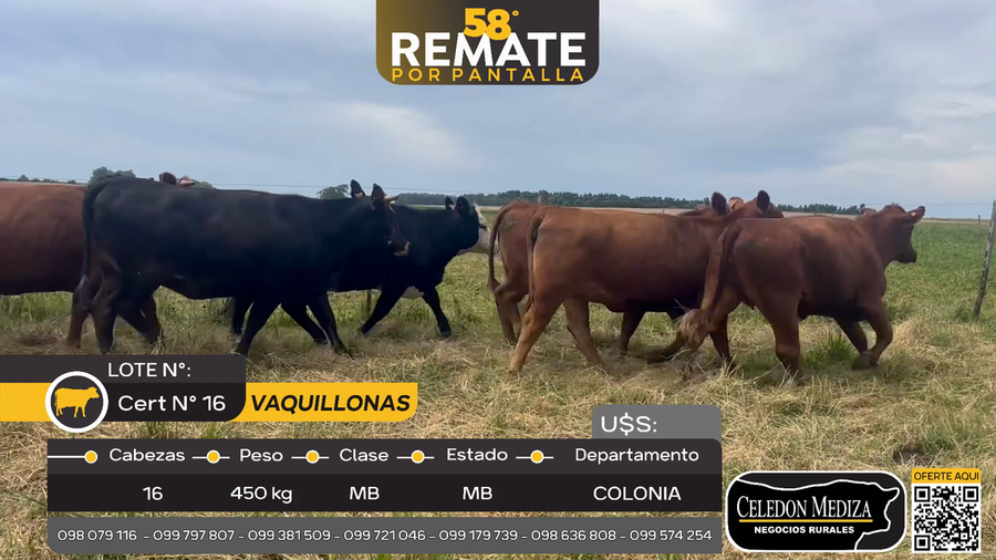 Lote 16 Vaquillonas  en Otra Localidad, Colonia