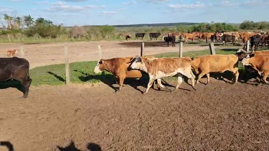 Lote 34 Vacas de invernar