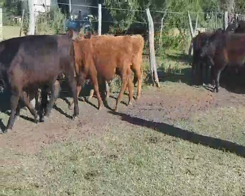 Lote 41 Terneros/as en Villaguay, Entre Ríos