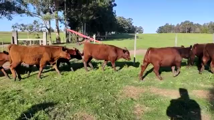 Lote 90 Terneras 75 RA CRUZAS CON: Shorthon NRO DE CRUZAS. 15 a remate en Expo Paysandú 220kg - , Paysandú