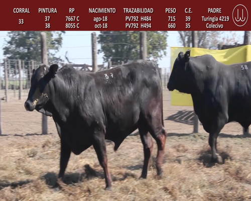 Lote TOROS BRANGUS DE CABAÑA LA TURINGIA