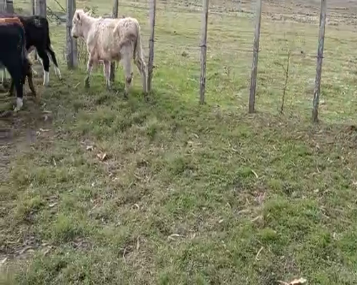 Lote 5 Terneros HEREFORD Y CRUZA 145kg - , San José