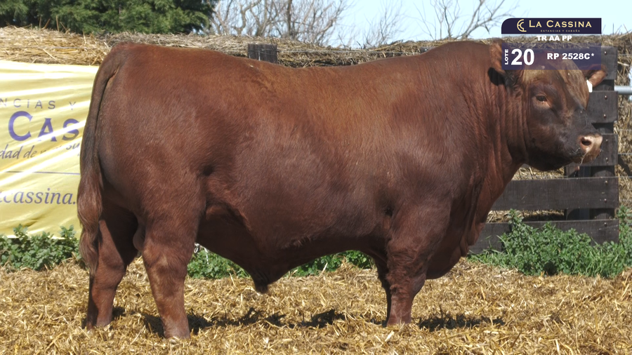 Lote TOROS ABERDEEN ANGUS PP