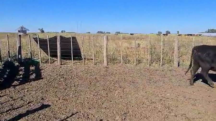 Lote 25 Vaquillonas C/ gtia de preñez en Las Flores, Buenos Aires