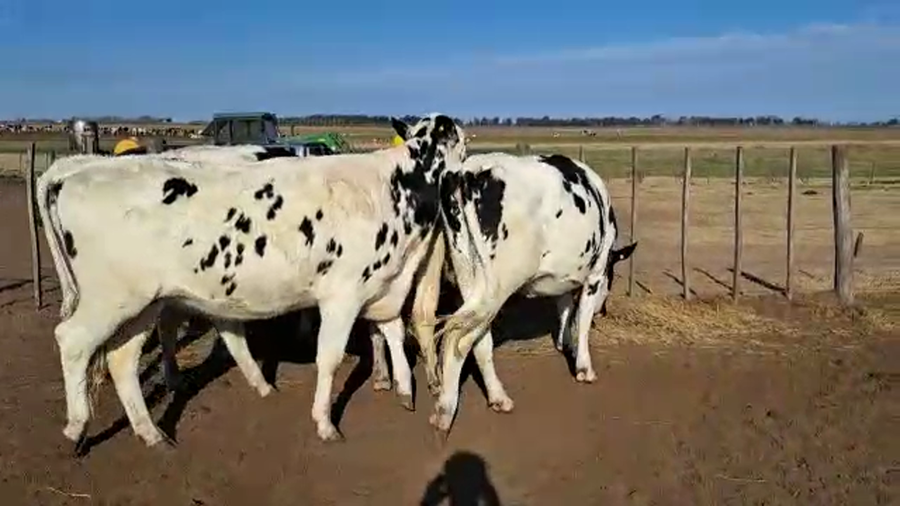 Lote Agrop. Don Roque