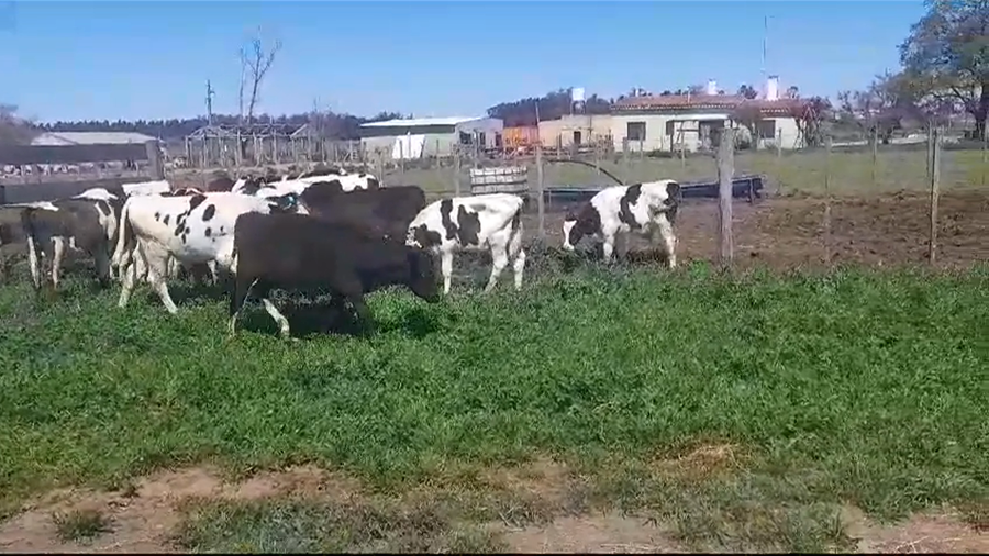 Lote (Vendido)19 Terneros Holando HOLANDO a remate en #37 Pantalla Carmelo 115kg -  en COLONIA ITALIA