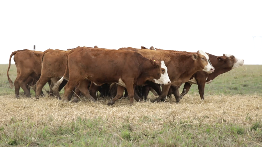 Lote Vaquillas señal 3 preñadas de otoño REMATE AGOSTO 2026