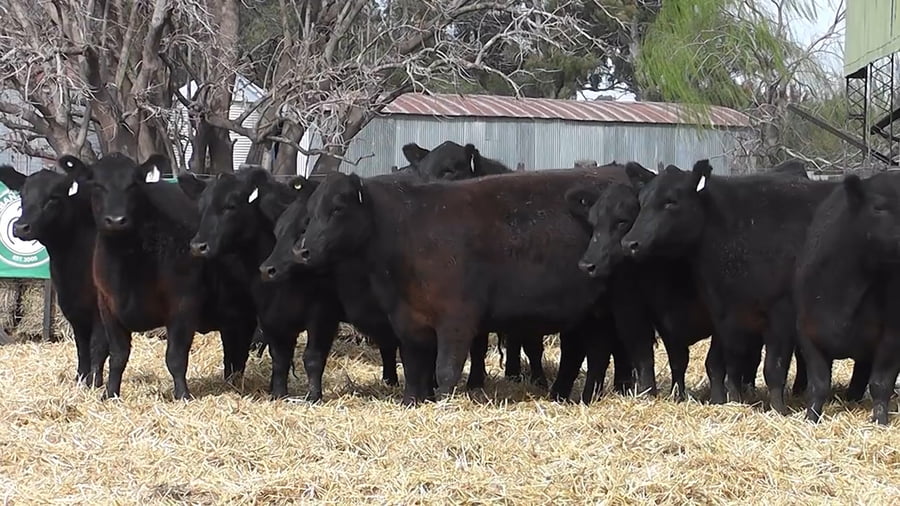 Lote VAQUILLONAS PURAS CONTROLADAS CON GARANTÍA DE PREÑEZ
