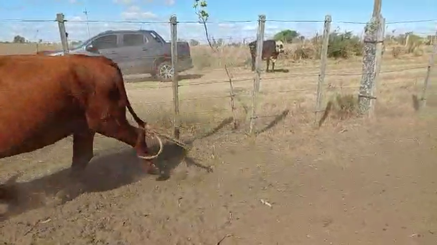 Lote 60 Piezas de cría CR AA HE a remate en Pantalla Camy en Zunin
