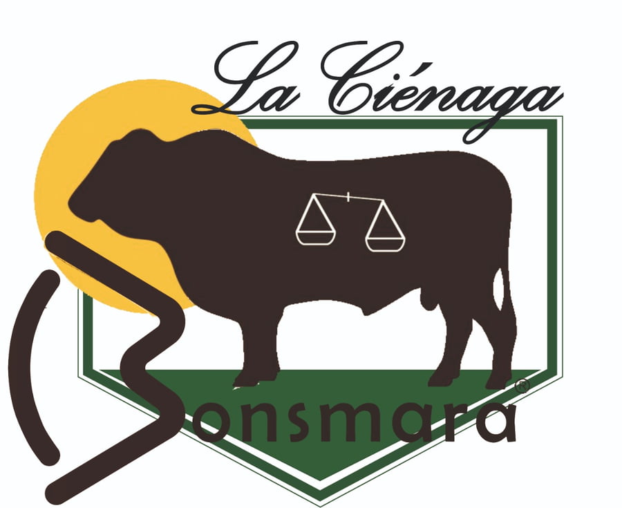 Lote TOROS PP BONSMARA