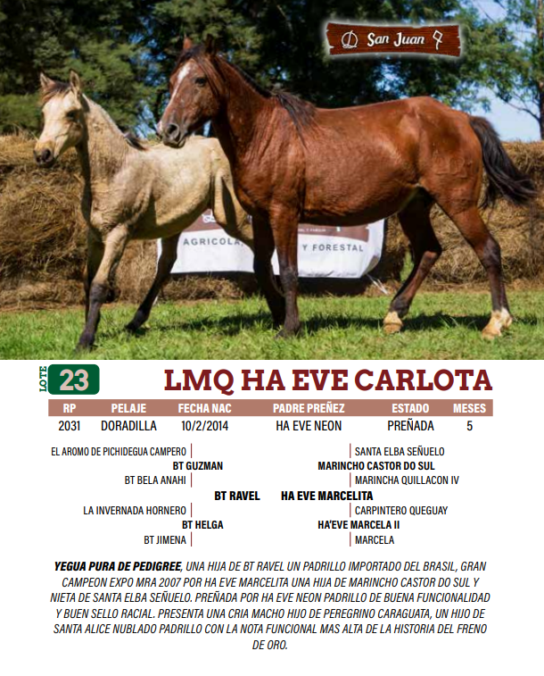 Lote LOTE 23