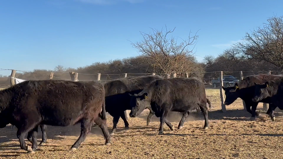 Lote Vacas generales parición primavera "cabaña El amanecer de Carlos Gaccio"