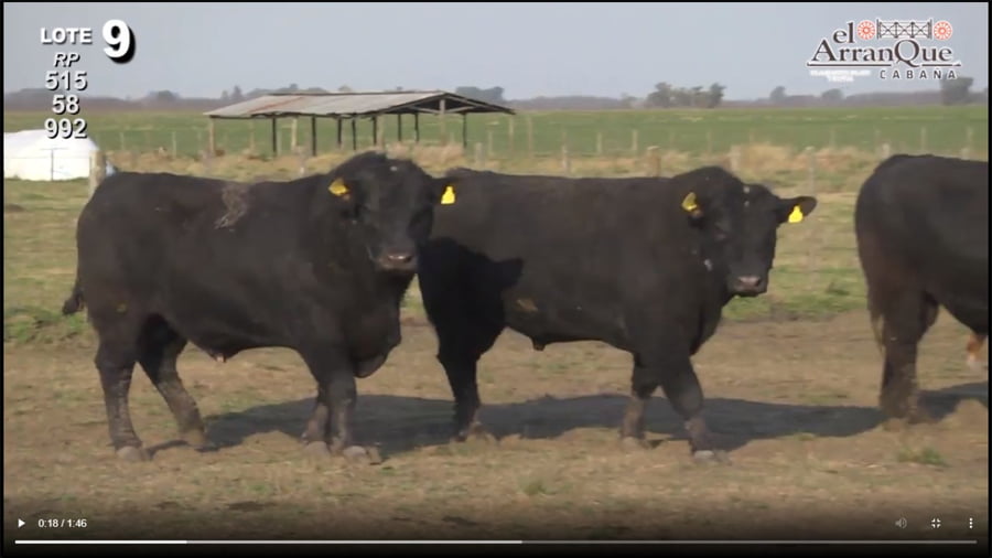 Lote 3 Toros Angus Negros - Santa Anita, Entre Rios