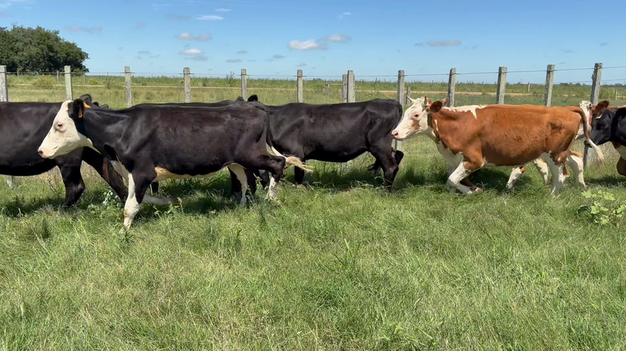 Lote VAQUILLONAS 1 A 2 AÑOS