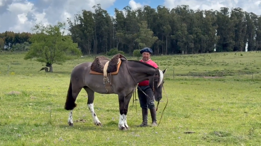 Lote BUTIA PARDA ÑARO
