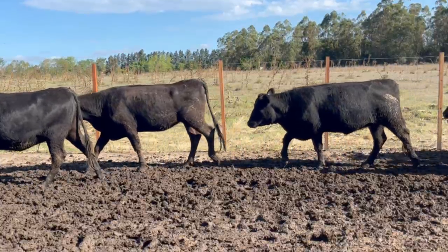 Lote 125 Vientres Preñados en Sauce, Canelones
