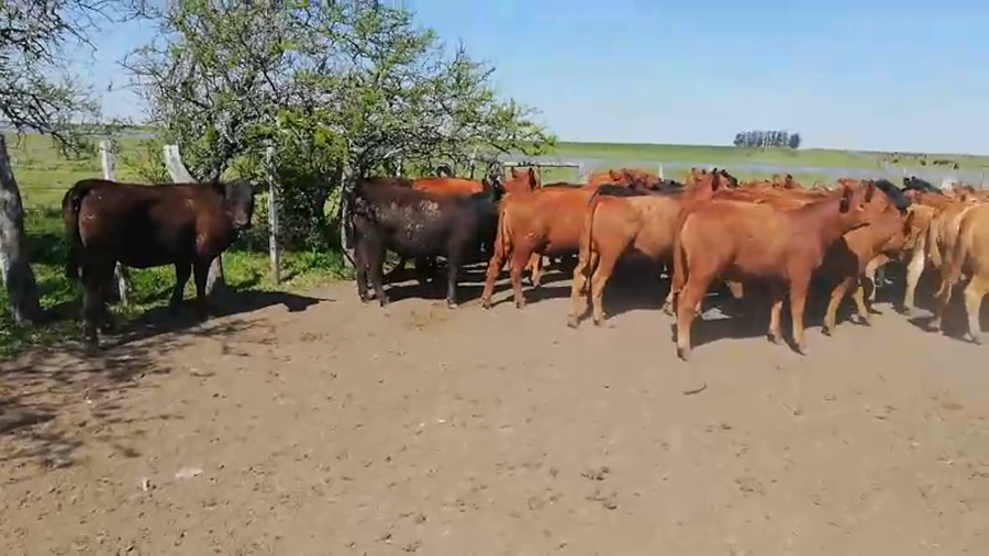 Lote 60 Terneras en Entre Ríos, Federal