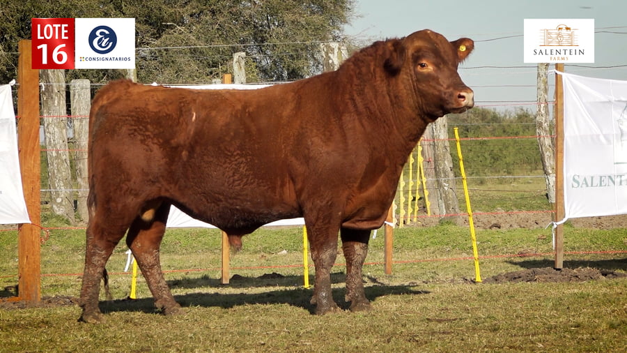Lote LOTE 16 - TOROS ANGUS COLORADO PC NO. 6