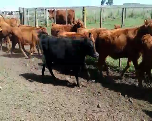 Lote 16 Terneras en Olavarría, Buenos Aires