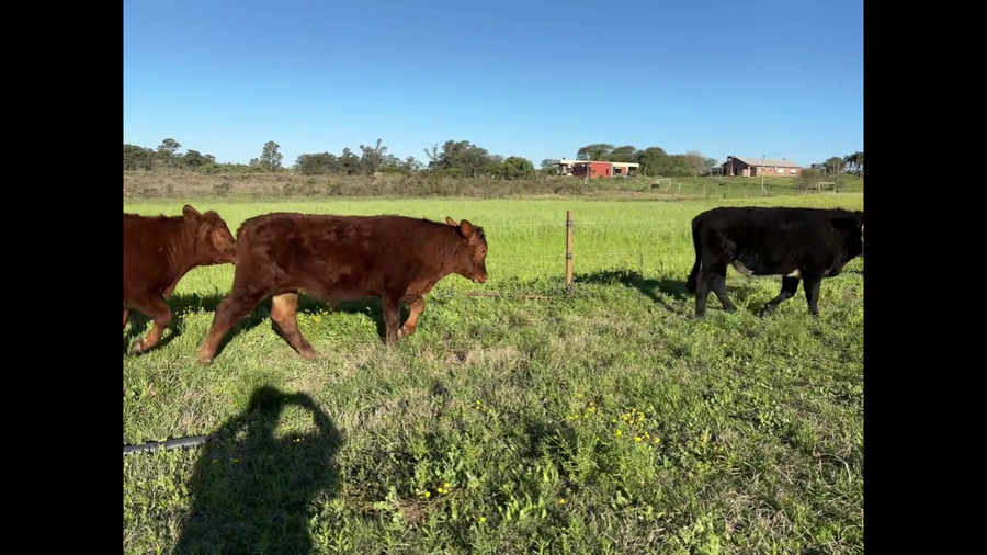 Lote NOVILLOS 1a2 AÑOS