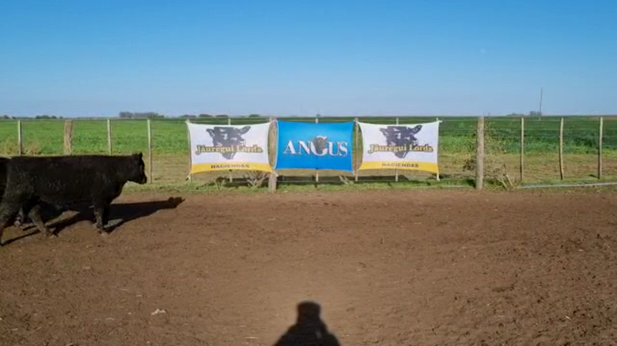 Lote 65 Terneros en Punta Indio, Buenos Aires