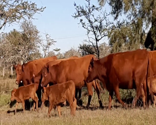 Lote ANGUS “EL CALÁ” de R. Garat Vaquillonas Puras Controladas c/cria
