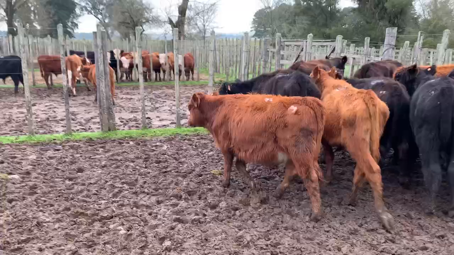 Lote 20 Terneros en Melo, Cerro Largo