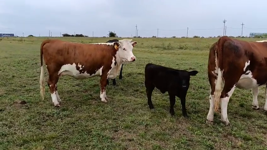 Lote 3 Vaquillonas  a remate en Pantalla Camy - Aniversario 31 Años, San José