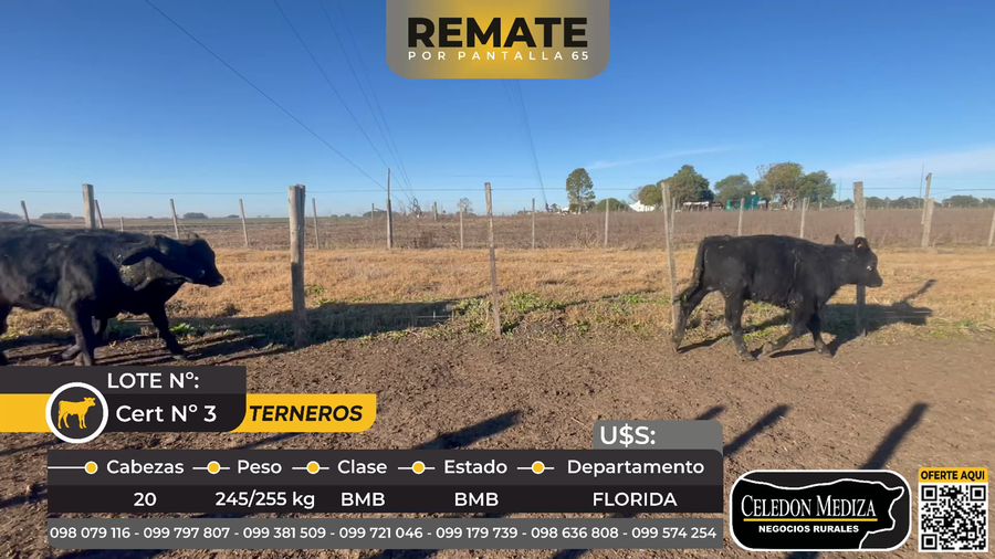 Lote 20 Terneros en Florida