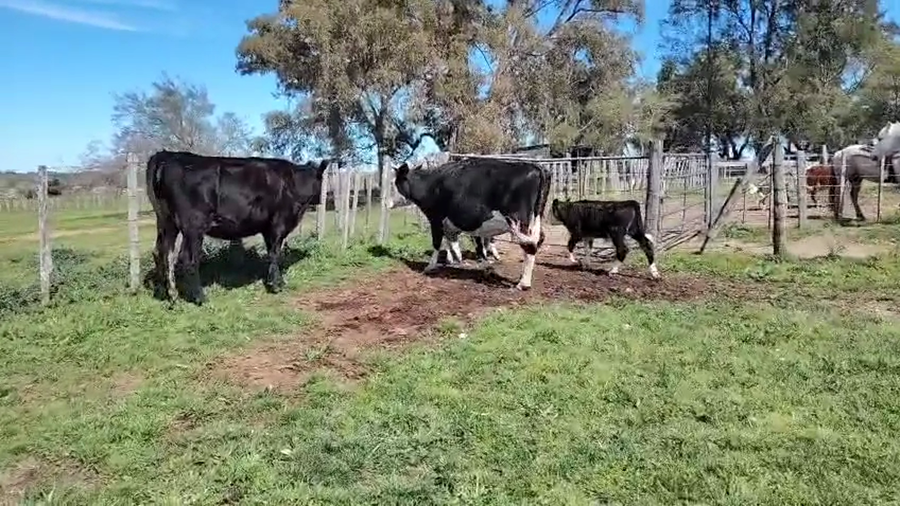 Lote 4 Piezas de cría a remate en Pantalla Camy, San José