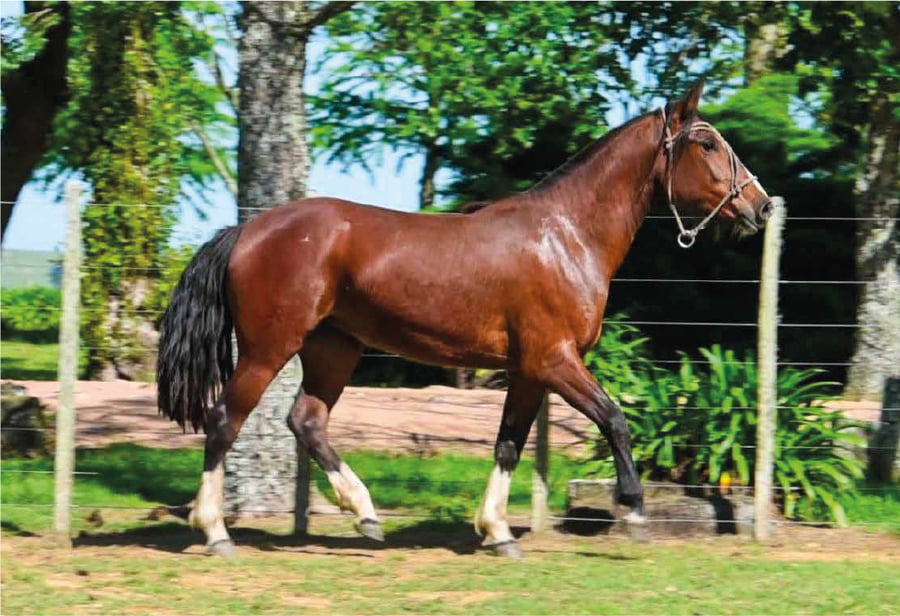 Lote El Gavilán Orillera (RP 493) Cabaña "El Gavilán"